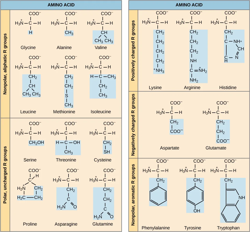 A chart titled 'Amino Acid' grouping the twenty standard amino acids by R-group chemistry: six nonpolar, aliphatic R groups (glycine, alanine, valine, leucine, methionine, isoleucine); six polar, uncharged R groups (serine, threonine, cysteine, proline, asparagine, glutamine); three positively charged R groups (lysine, arginine, histidine); two negatively charged R groups (aspartate, glutamate); and three nonpolar, aromatic R groups (phenylalanine, tyrosine, tryptophan). Every structure shares the same amino group and carboxyl group backbone, differing only in the blue-shaded R group.