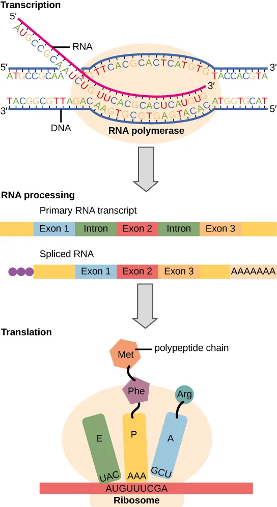 A three-step flow chart: Transcription shows a DNA double helix opened inside an oval labeled RNA polymerase, generating a single RNA strand; RNA processing shows a primary RNA transcript of alternating exons and introns spliced into a shorter mature RNA with a capped 5′ end and a poly-A tail; Translation shows a ribosome reading the spliced mRNA codon by codon to string amino acids into a growing polypeptide chain.