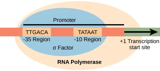 Diagram of a DNA sequence bar with RNA polymerase, shown as a large tan oval labeled RNA Polymerase enclosing a smaller blue oval labeled σ Factor, bound over two highlighted boxes reading TTGACA (labeled −35 Region) and TATAAT (labeled −10 Region), spanned above by a line labeled Promoter and followed by a black arrow labeled +1 Transcription start site.
