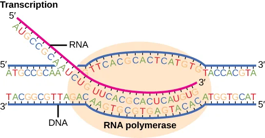 Diagram of RNA polymerase, shown as a large tan oval, transcribing a DNA double helix. A magenta RNA strand grows in the 5′ to 3′ direction, base-paired within the polymerase to the unwound template strand, and matches the nontemplate strand's sequence with U in place of T.