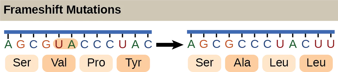 Illustration of a frameshift mutation: an arrow shows a twelve-nucleotide mRNA sequence, translated into four amino acids, changing into a second sequence with two nucleotides deleted, whose reading frame — and every amino acid after the deletion — is shifted.