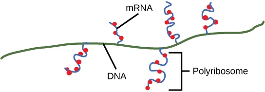 Diagram of a green DNA strand with several blue mRNA strands branching off at different points, each studded with red ribosomes; one mRNA strand with several ribosomes attached is labeled Polyribosome.
