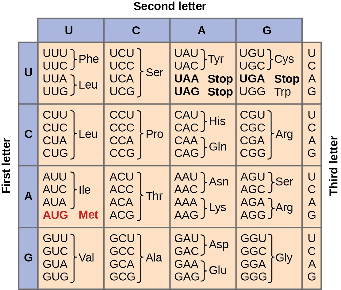 A 4-by-4 codon table with rows for the codon's first letter (U, C, A, G) and columns for the second letter (U, C, A, G); each cell lists the four codons sharing that first and second letter, split by third letter into the amino acid or acids they encode, with AUG highlighted as the start codon (Met) and UAA, UAG, and UGA marked as stop codons.