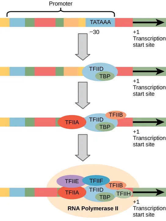 Four stacked panels connected by downward arrows, each showing a colored bar representing DNA with a bracket over a promoter region ending in a block marked TATAAA, and an arrow to the right marking the transcription start site. The panels show progressively more transcription-factor ovals bound at the promoter, ending with a large complex enclosing RNA polymerase II.