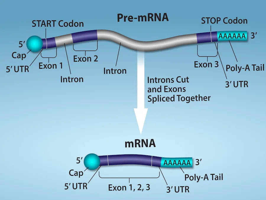 A diagram of pre-mRNA processing. The pre-mRNA runs 5′ to 3′ with a cap, a start codon, three exons separated by two introns, a stop codon, and a poly-A tail; an arrow shows the introns being cut and the exons spliced together to form the shorter mature mRNA below, which keeps the same cap and poly-A tail but a single continuous exon sequence.