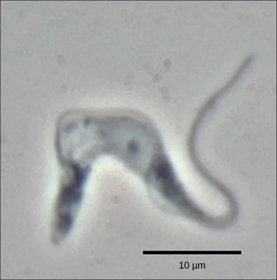 A light micrograph of Trypanosoma brucei, an elongated, curved cell with a pointed anterior end tapering into a long, whip-like flagellum, with a 10 µm scale bar.