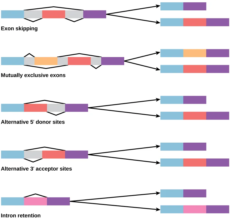 A diagram of five modes of alternative splicing, each shown as a starting pre-mRNA with colored exon boxes and gray splice-choice shapes, and arrows to two resulting spliced mRNAs: exon skipping, mutually exclusive exons, alternative 5′ donor site, alternative 3′ acceptor site, and intron retention.
