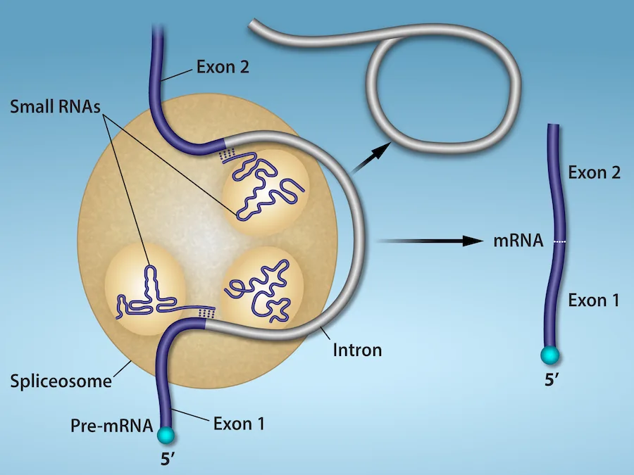 A diagram of a spliceosome splicing pre-mRNA. A strand labeled 5′ enters a tan circular spliceosome from below as Exon 1, and a second strand enters from above as Exon 2; the intron joining them loops through three small circles labeled Small RNAs inside the spliceosome. A loop of intron exits the spliceosome at upper right, and Exon 1 and Exon 2 join into a single mRNA strand at the right, again labeled 5′ at its lower end.