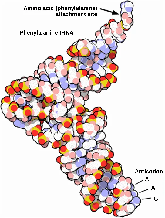 A space-filling molecular model of a phenylalanine tRNA, an L-shaped folded strand of colored spheres labeled 'Phenylalanine tRNA,' with an arrow at one end pointing to the amino acid attachment site and three anticodon bases labeled at the other end.