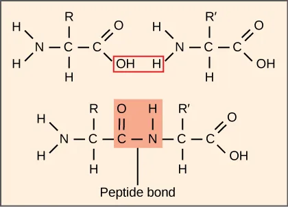 Two-panel line-structure diagram. Top panel: two separate amino acids side by side, each drawn as H₂N–CH(R)–COOH (left) and H₂N–CH(R′)–COOH (right), with the carboxyl OH of the left amino acid and an amino H of the right amino acid boxed together in red between them. Bottom panel: the same two amino acids now joined by a new C–N bond labeled 'Peptide bond,' with the boxed OH and H removed as a combined fragment shown in an orange box, and the remaining carboxyl and amino groups still shown at each outer end.