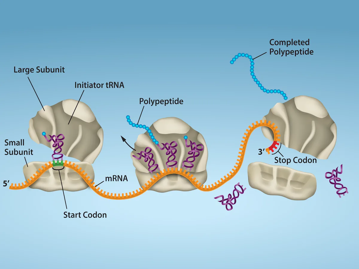 Sequence diagram of translation along an mRNA strand running 5′ to 3′. At the left, a small ribosomal subunit sits over a green start codon with an initiator tRNA, and a large subunit is arriving from above. In the middle, a ribosome holds a short growing polypeptide chain with several purple tRNAs attached. At the right, a ribosome sits over a red stop codon with a small subunit already detaching above it, while a completed polypeptide chain floats free at the top right and empty tRNAs dissociate near each ribosome.