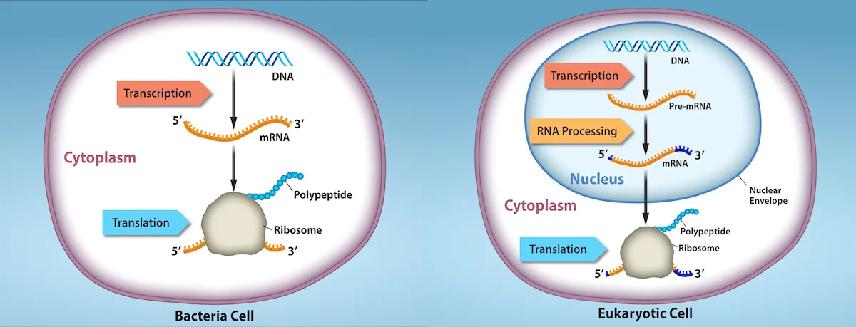 Two side-by-side cell diagrams compare a bacterial cell, whose single open cytoplasm holds both DNA transcription into mRNA and its translation into a polypeptide by a ribosome, with a eukaryotic cell, whose nucleus encloses transcription and RNA processing before the finished mRNA crosses the nuclear envelope into the cytoplasm for translation.