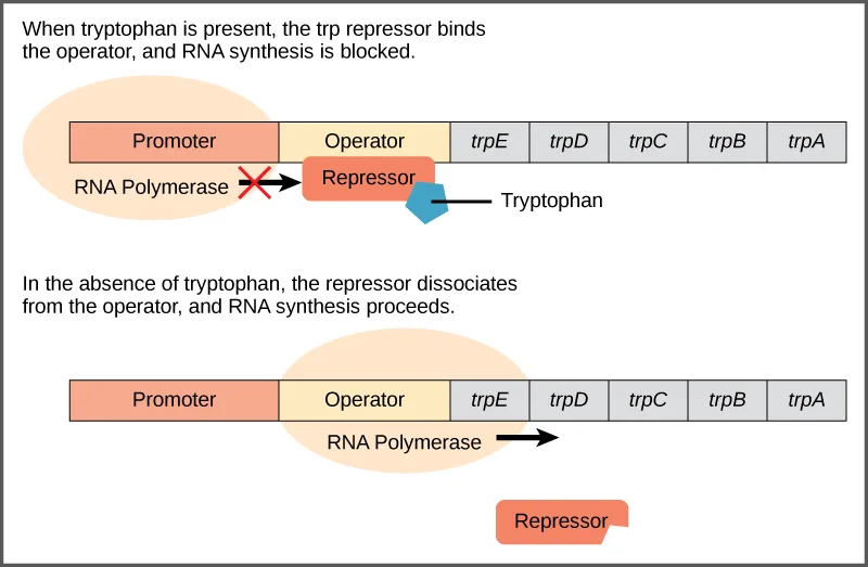 Two-panel diagram of the trp operon's promoter, operator, and five genes (trpE, trpD, trpC, trpB, trpA) shown as a bar in sequential order. Top panel: with tryptophan present, a repressor bound to tryptophan sits on the operator and blocks RNA polymerase from moving past it. Bottom panel: with no tryptophan present, the repressor is off the operator and RNA polymerase moves through the genes unblocked.