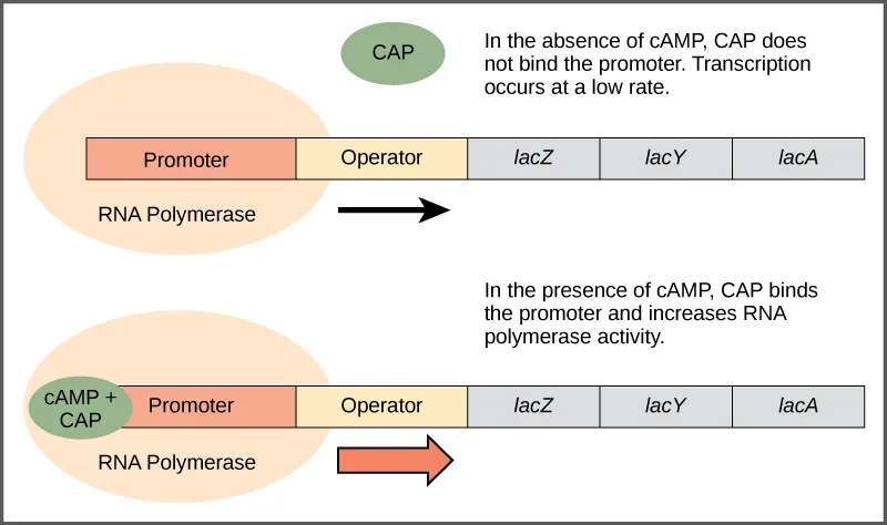 Two-panel diagram of the lac operon's promoter, operator, and three genes (lacZ, lacY, lacA) shown as a bar. Top panel: CAP is unbound and floats free; RNA polymerase transcribes the genes at a low rate. Bottom panel: a cAMP + CAP complex is attached to the promoter's left edge, and RNA polymerase transcribes the genes at a visibly faster rate.