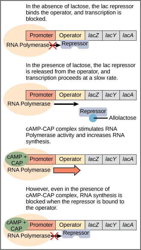 Four-panel diagram of the lac operon's promoter, operator, and three genes (lacZ, lacY, lacA) shown as a bar, working through the four combinations of lactose and cAMP-CAP that determine whether RNA polymerase transcribes the genes, is blocked, or transcribes slowly.
