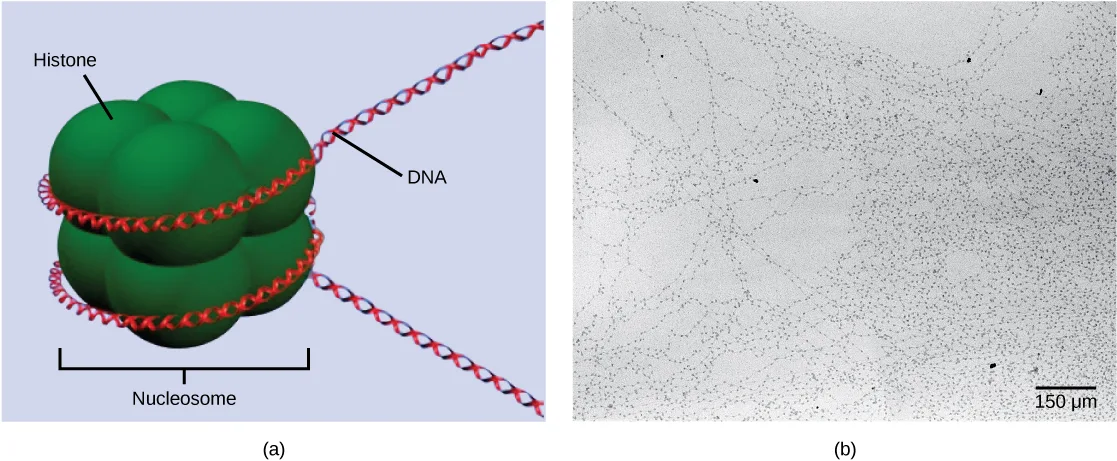 Panel (a) is a computer-rendered illustration of a nucleosome: a tightly fused cluster of large, rounded, dark-green histone lobes forms a compact globular shape, with a red-and-white DNA double helix wound around the cluster twice, labeled Histone, DNA, and Nucleosome. Panel (b) is a grayscale electron micrograph showing many thin, thread-like DNA strands studded with small dark particles spaced along their length, giving a beads-threaded-on-a-string look, with a 150 µm scale bar.