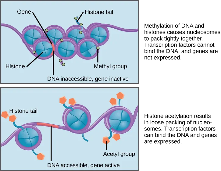 Two stacked diagrams comparing tightly and loosely packed nucleosomes on a strand of DNA. Top: seven nucleosomes are drawn packed in two interleaved rows, with small pale-yellow dots (methyl groups) on the DNA and on histone tails projecting from the nucleosomes. Bottom: three nucleosomes are drawn spaced apart along the DNA, with small orange pentagons (acetyl groups) on the projecting histone tails and stretches of exposed DNA visible between the nucleosomes.