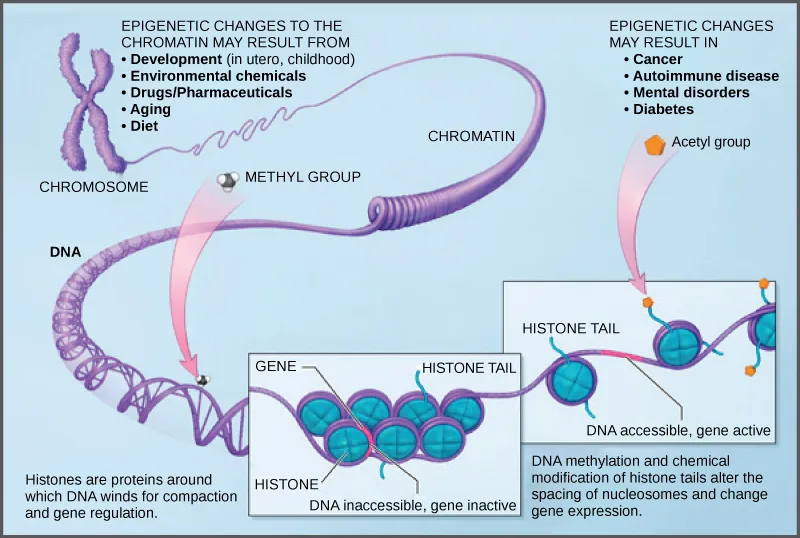 Illustration of a chromosome unraveling into looser chromatin and then into a bare DNA double helix, with a methyl group and an acetyl group shown attaching to the strand. Two inset close-ups show histone tails and nucleosomes in an inactive, tightly packed state and an active, loosely packed state. Side lists name causes and effects of epigenetic change.