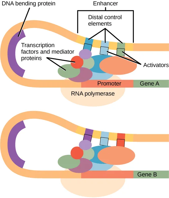 A DNA strand bends into a loop so a distal enhancer sits next to a promoter and gene. Small square activator proteins bound at the enhancer's distal control elements, with oval mediator and transcription-factor proteins, bridge the enhancer to the promoter and RNA polymerase. Two such loops are shown, one for Gene A and one for Gene B, each with different colored proteins bound at its distal control elements.