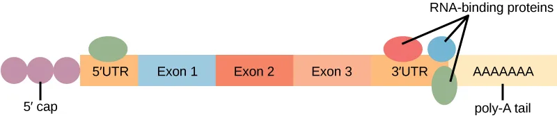 A diagram of a mature mRNA drawn left to right: a cluster of circles labeled 5′ cap, a 5′ UTR segment, three exon segments, a 3′ UTR segment, and a row of A's labeled poly-A tail. Colored ovals labeled RNA-binding proteins sit above the 5′ UTR and above and below the 3′ UTR.