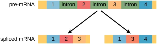 A pre-mRNA strand with four numbered exon boxes separated by three boxes labeled intron. Two arrows lead from this strand down to two shorter spliced-mRNA strands: one keeps exons 1, 2, and 3; the other keeps exons 1, 3, and 4.