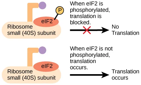 A phosphate-bound eIF2 sitting on the small (40S) ribosomal subunit, beside a crossed-out arrow labeled 'No Translation'; below it, an eIF2 with no phosphate group sitting on the same 40S subunit, beside an uncrossed arrow labeled 'Translation occurs.'