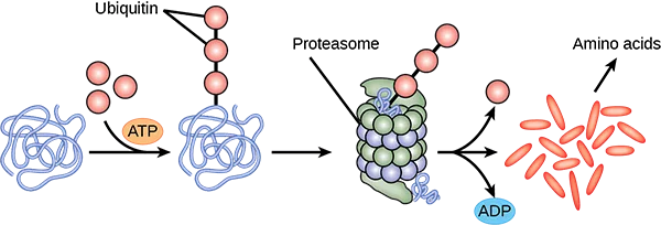 A tangled protein strand reacting with ATP and three ubiquitin circles to gain a chain of ubiquitin tags, then entering a barrel-shaped proteasome that breaks it into scattered amino acids while releasing ADP and the ubiquitin circles.