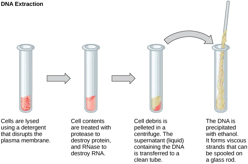 Four-step flow diagram of DNA extraction: cells in a tube are lysed with detergent, the lysate is treated with protease and RNase and centrifuged to pellet debris, the DNA-containing supernatant is transferred to a clean tube, and the DNA is precipitated with ethanol into spoolable strands.