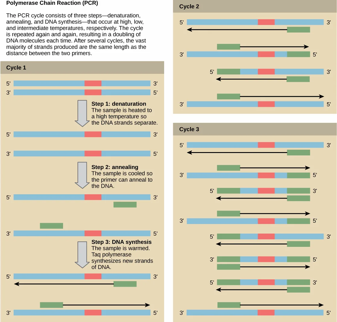 Three-cycle diagram of the polymerase chain reaction. Cycle 1 shows the three steps at top: denaturation (heat separates the DNA strands), annealing (the sample cools so primers bind the single strands), and DNA synthesis (Taq polymerase extends new strands from the primers). Cycles 2 and 3 repeat the same steps on the growing pool of double-stranded fragments, so the number of DNA molecules doubles with each cycle.