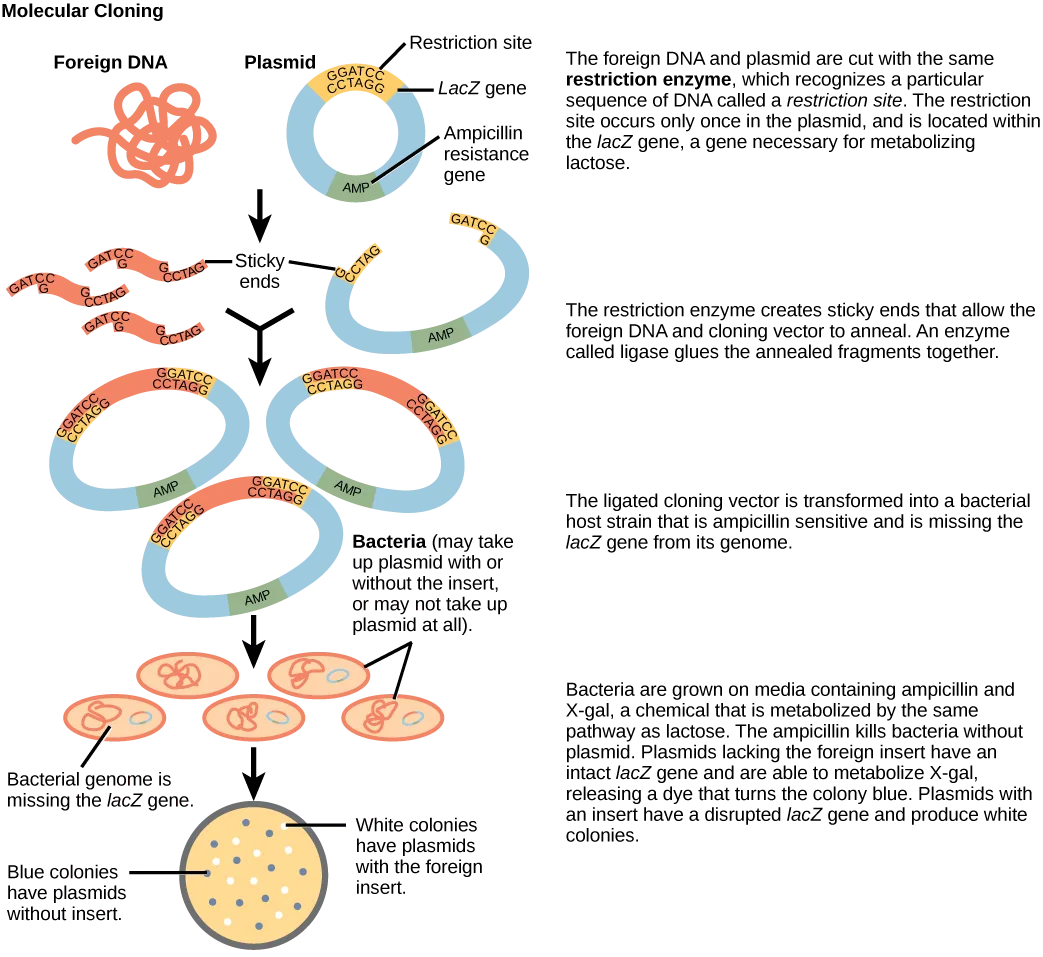 Four-stage flow diagram of molecular cloning into a plasmid vector: a circular strand of foreign DNA and a circular plasmid carrying a lacZ gene and an ampicillin-resistance gene are each cut by the same restriction enzyme; the cut fragments join by their complementary sticky ends and are sealed by ligase into a recombinant plasmid; the plasmid is taken up by bacteria; and the bacteria are grown on a plate, where colonies with the foreign-DNA insert appear white and colonies without it appear blue.