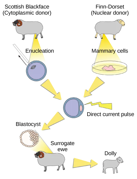 Flow diagram of somatic cell nuclear transfer used to clone Dolly the sheep, running from a Scottish Blackface cytoplasmic donor and a Finn-Dorset nuclear donor, through enucleation and cell fusion, to a blastocyst implanted in a surrogate ewe that gave birth to Dolly.