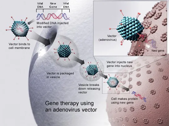 Diagram titled “Gene therapy using an adenovirus vector,” showing a virus particle loaded with a new gene binding to and entering a human cell, then releasing its DNA into the nucleus so the cell manufactures the therapeutic protein.