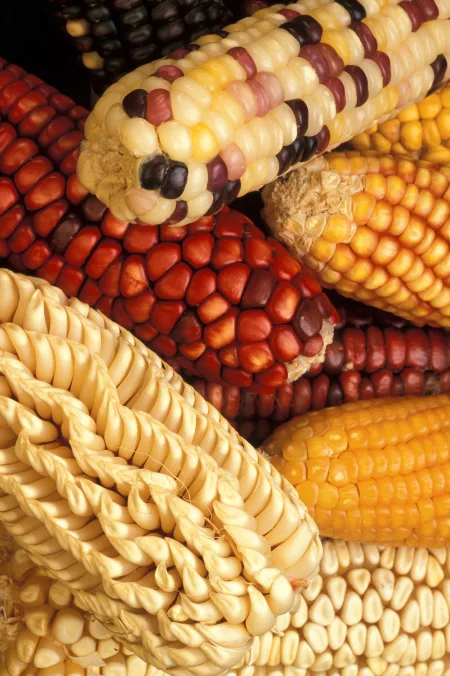 Several ears of corn with differently colored kernels — solid yellow, solid white, deep red, and ears with a mix of red, yellow, and white kernels — piled together.