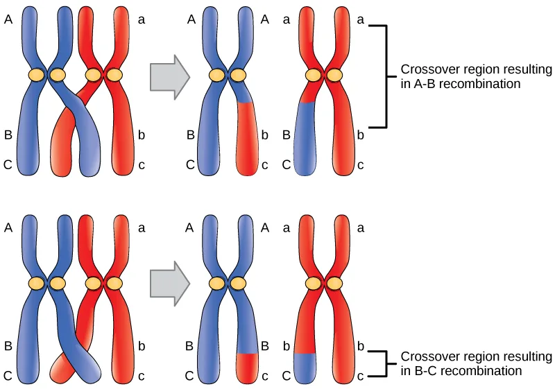 Two rows of chromosome diagrams, each showing a homologous chromosome pair with genes labeled A, B, and C (and a, b, c) before and after a crossover. In the top row the crossover falls between genes A and B, so the recombinant chromosomes swap both B and C; in the bottom row it falls between B and C, so only C is swapped.