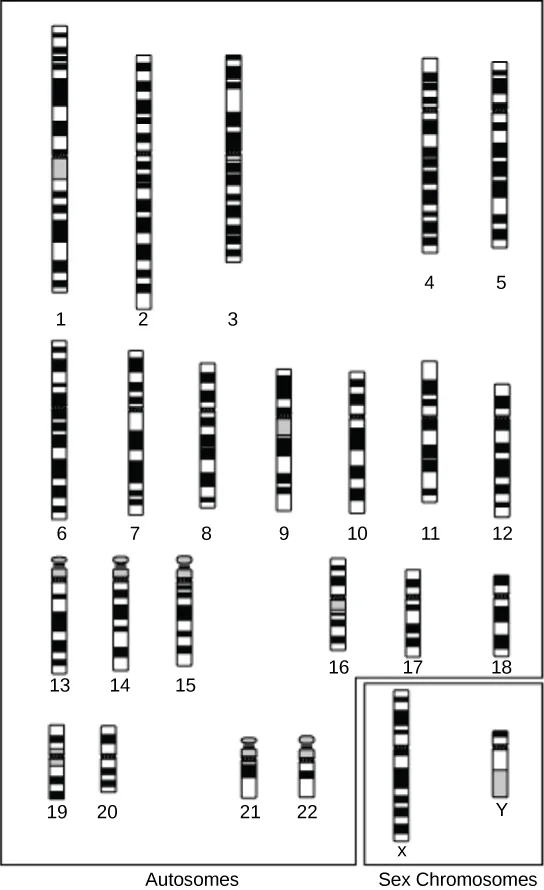 Cytogenetic ideograms of the 22 human autosomes and the X and Y sex chromosomes, each drawn as a vertical bar with its own pattern of black, white, and gray bands.