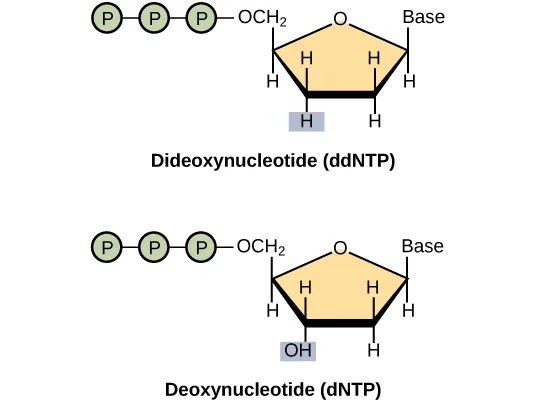 Two labeled diagrams comparing a dideoxynucleotide's and a deoxynucleotide's sugar-phosphate structure. Both show three phosphate groups linked through the sugar to a Base, differing only in the boxed group at the ring's 3′ carbon: H in the dideoxynucleotide, OH in the deoxynucleotide.
