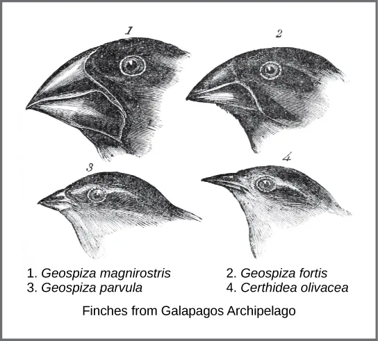 An engraved illustration of four Galápagos finch head-and-beak profiles, arranged two by two and numbered 1 through 4, with beak shape ranging from a large, thick, deeply hooked beak (1) to a small, slender, pointed beak (4).