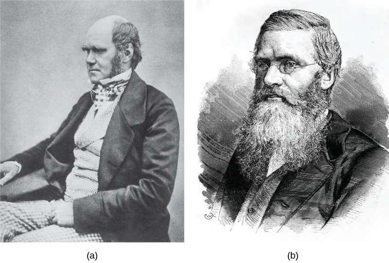 Two portraits side by side: (a) an older Charles Darwin, balding with combed-back white hair and long side-whiskers, seated in a dark coat over a light checked waistcoat and cravat; (b) an engraved portrait of a bearded, bespectacled Alfred Russel Wallace in a dark coat.