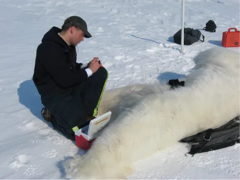 A field biologist crouches on packed snow beside a large white bear lying on its side, writing notes on a clipboard, with a flag pole and equipment cases in the background.