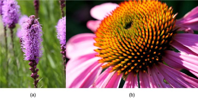 Two close-up photos side by side: (a) a dense blazing star's flower spike, covered in thin, upright, purple, thread-like petals; (b) a purple coneflower's raised central cone, spiky and shading from green at the center through yellow and orange, ringed by drooping pink-purple petals.