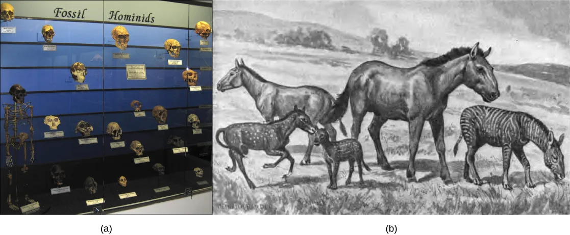 Two panels side by side: (a) a museum display case of fossil hominid skull casts and one full skeleton arranged in rows; (b) an illustrated scene of five horse-lineage animals of graduated size and shape standing in a grassy landscape, from a small striped animal to a large modern-looking horse.