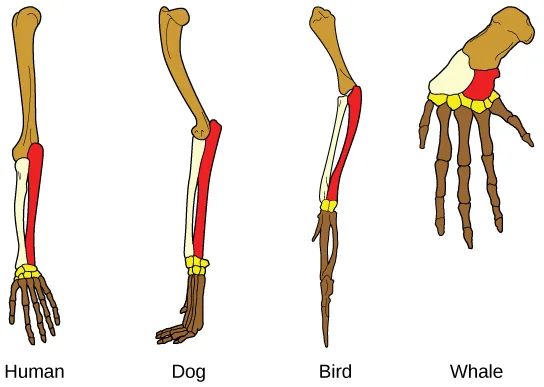 Four color-coded skeletal forelimb diagrams side by side, labeled Human, Dog, Bird, and Whale, each built from the same set of bones — one long upper bone, a pair of lower bones, small wrist bones, and branching digit bones — but differing in the length, angle, and shape of those bones.