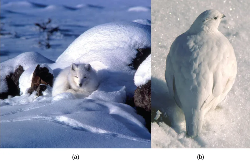 Two photos side by side: (a) a white arctic fox curled up resting in a snowy hollow beside a large snow-covered mound; (b) a white ptarmigan standing upright on snow, its plumage nearly matching the snow around it.