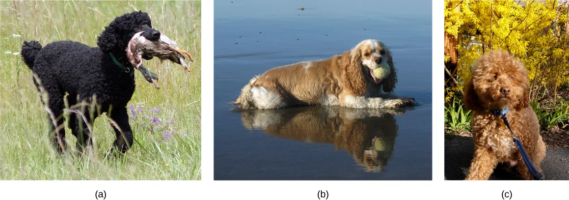 Photo (a) shows a black poodle with tightly curled fur retrieving a bird in a grassy field. Photo (b) shows a cream-and-white cocker spaniel with long wavy fur lying in shallow water holding a tennis ball. Photo (c) shows a copper-colored cockapoo with tight curls and shorter legs than the poodle, sitting on a leash in front of yellow flowers.