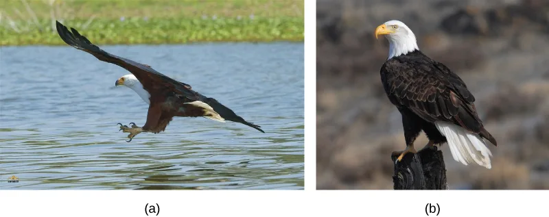 Photo (a) shows an African fish eagle in flight low over water with its talons extended, a chestnut-brown body and wings, and a white head and chest. Photo (b) shows a bald eagle perched upright on a dark stump, with a white head and tail and a dark brown body.