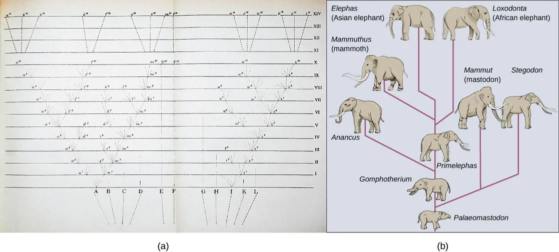 Panel (a) is a photographic reproduction of the only diagram in Darwin's On the Origin of Species: dashed lines branching upward from lettered points at the bottom of a page through numbered rows, some branches ending partway and others reaching the top. Panel (b) is a colored diagram of elephant evolution: a lineage tree rising from Palaeomastodon through Gomphotherium to Primelephas, with side branches to Anancus and to the sibling pair Mammut (mastodon) and Stegodon, then splitting into the mammoth (Mammuthus), the Asian elephant (Elephas), and the African elephant (Loxodonta).