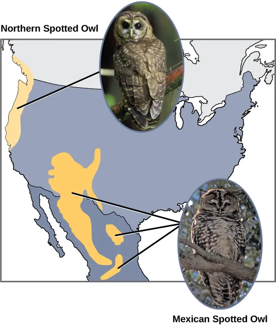 A map of the western United States and northern Mexico shading two disjoint ranges in tan against a blue background: the northern spotted owl's narrow coastal range from Washington through northern California, and the Mexican spotted owl's broader range across the desert Southwest and into Mexico. Circular inset photos show each mottled brown-and-white owl perched on a branch.