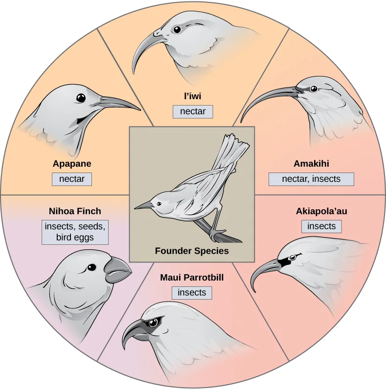 A circular diagram with a plain grey songbird labeled 'Founder Species' at the center and six wedge-shaped sections around it, each showing a different honeycreeper species' head and beak shape with its food source labeled below: I'iwi (long down-curved beak, nectar), Amakihi (nectar, insects), Akiapola'au (long curved upper mandible, insects), Maui Parrotbill (thick hooked beak, insects), Nihoa Finch (short thick beak, insects, seeds, and bird eggs), and Apapane (curved beak, nectar).