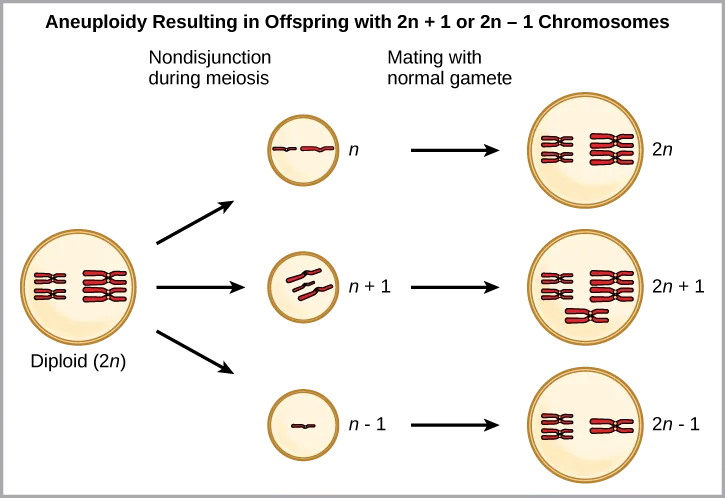 A flow chart titled 'Aneuploidy Resulting in Offspring with 2n+1 or 2n-1 Chromosomes.' A diploid parent cell (2n) undergoes nondisjunction during meiosis, producing three possible gametes: one with n chromosomes, one with n+1 chromosomes (an extra chromosome), and one with n-1 chromosomes (missing a chromosome). Each gamete then fuses with a normal gamete to form a resulting cell: 2n, 2n+1, or 2n-1 chromosomes.