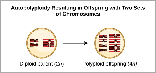 A flow chart titled 'Autopolyploidy Resulting in Offspring with Two Sets of Chromosomes.' A diploid parent cell (2n) with two chromosome pairs points by a single arrow to a polyploid offspring cell (4n) containing four chromosome pairs, twice the parent's number.